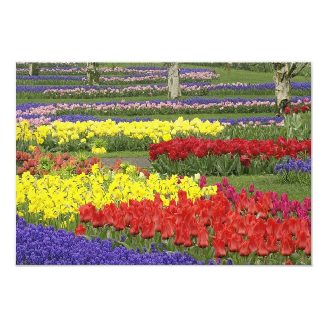 Foto Tulipas, Jacintos e Narcisos, 2 (Frente)