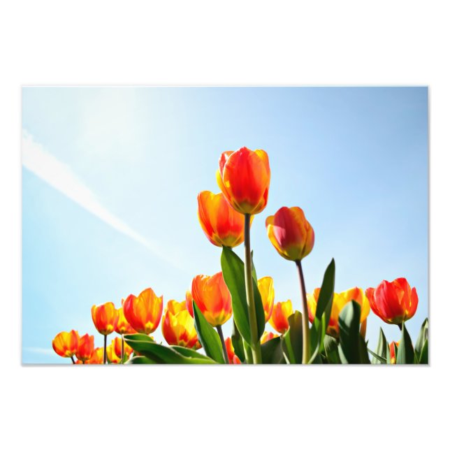 Foto Tulipas laranja e vermelha de baixo (Frente)