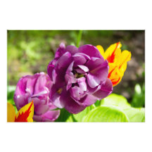 Tulipas lilás em um dia ensolarado