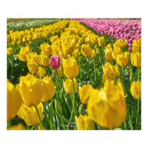 Tulipas no primavera