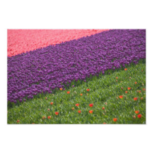 Foto Tulipas nos Jardins Keukenhof, Amsterdã, 2