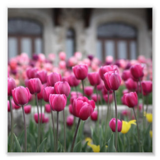 Foto Tulipas rosa - Montreal (Impressão)