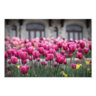 Foto Tulipas rosa - Montreal (Impressão)
