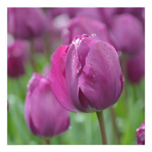 Foto Tulipas roxas com gotas d'água Impressão