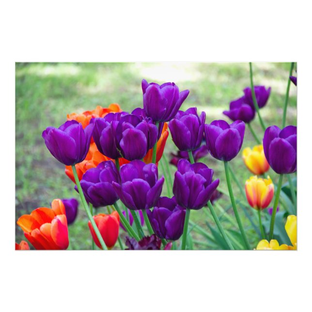 Foto Tulipas roxas escuras (Frente)