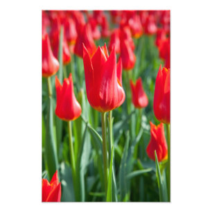 Foto Tulipas Vermelhas