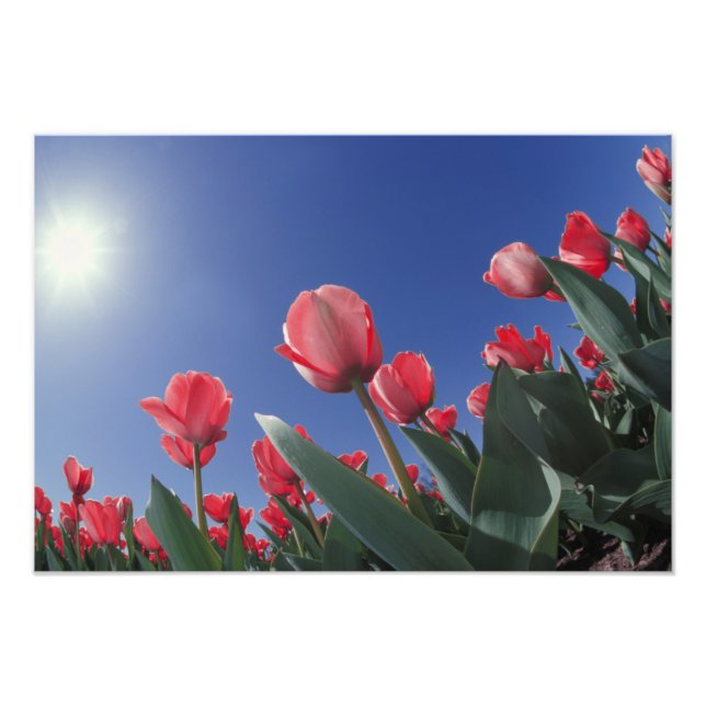Foto Tulipas vermelhas de ângulo muito baixo, Cincinnat (Frente)