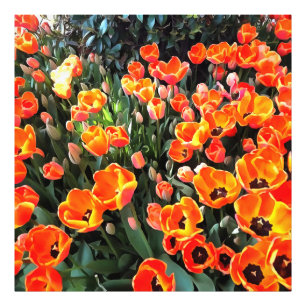 Foto Tulipas Vermelhas de Istambul