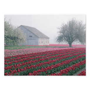 Foto Tulipas vermelhas e rosadas cumprimentam o dia em