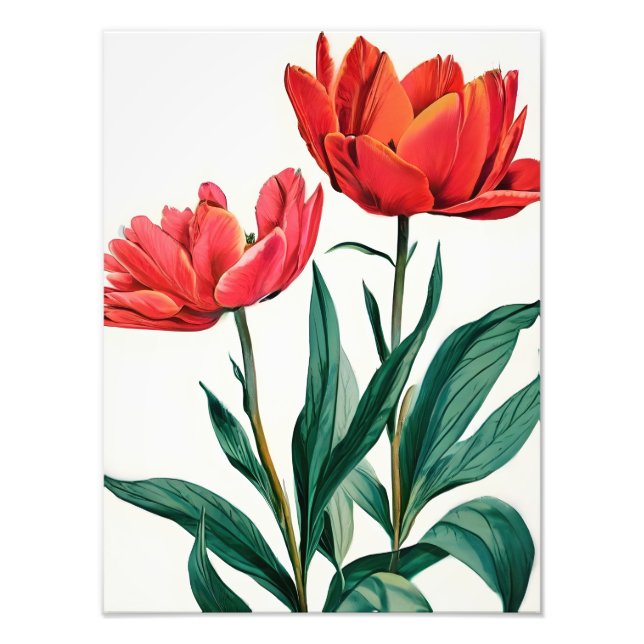 Foto Tulipas Vermelhas em Branco (Frente)