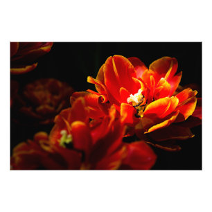 Foto Tulipas vermelhas fundo escuro