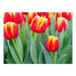 Foto Tulipas Vibrantes Vermelhas e Amarelas no Jardim d