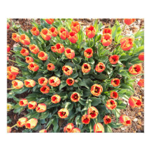 Tulipas vistas do topo