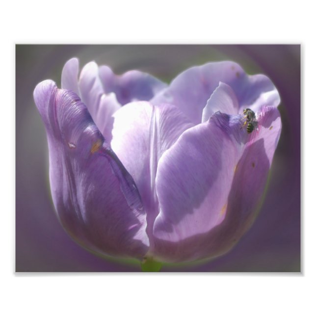 Foto Tulpa De lavanda Com Abelha Pequena 8x10 (Frente)