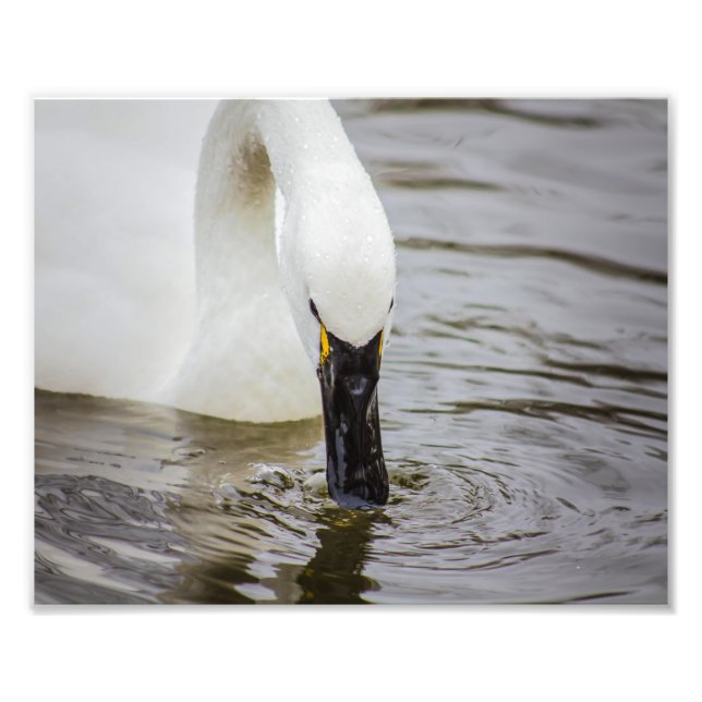 Foto Tundra Swan Natação em Closeup (Frente)