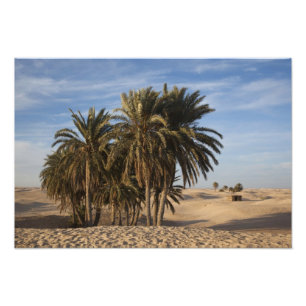 Foto Tunísia, Deserto do Saara, Douz, Grande Duna, palm