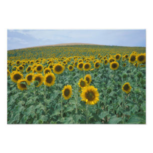 Foto UE, França, Provença, Campo de girassóis
