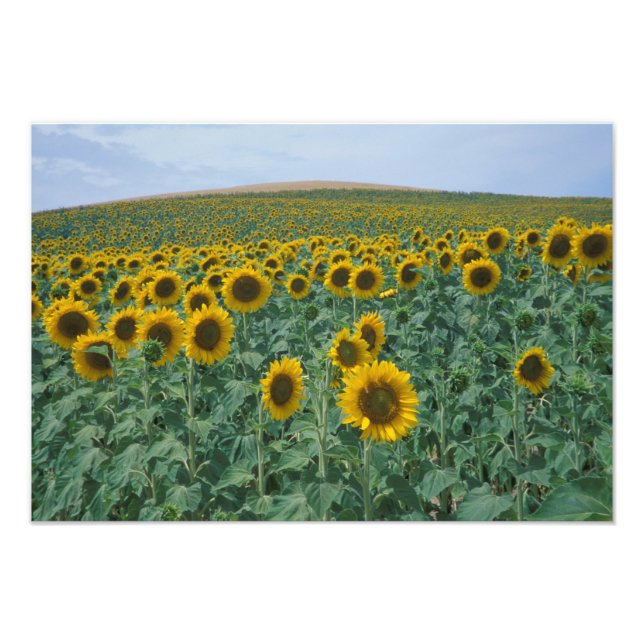 Foto UE, França, Provença, Campo de girassóis (Frente)