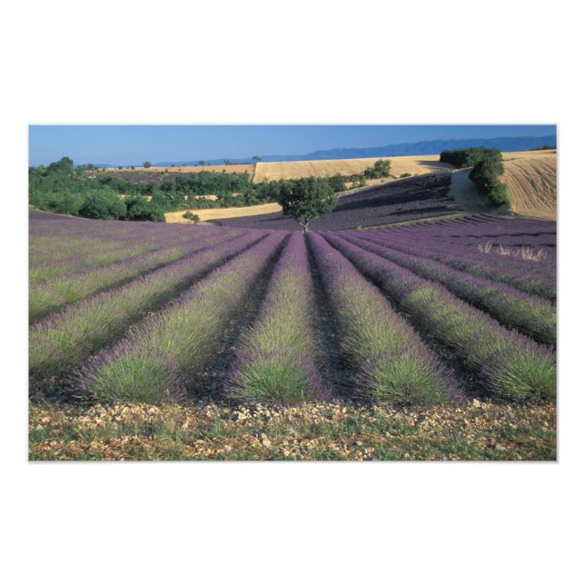 Foto UE, França, Provença, Campos de lavanda (Frente)