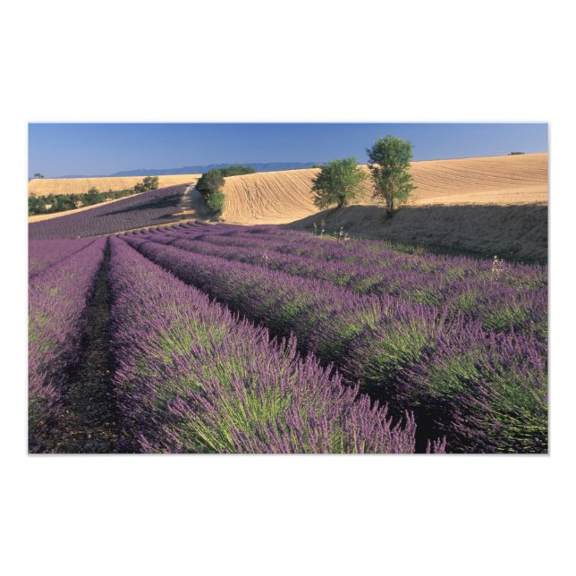 Foto UE, França, Provença, Campos de lavanda 2 (Frente)