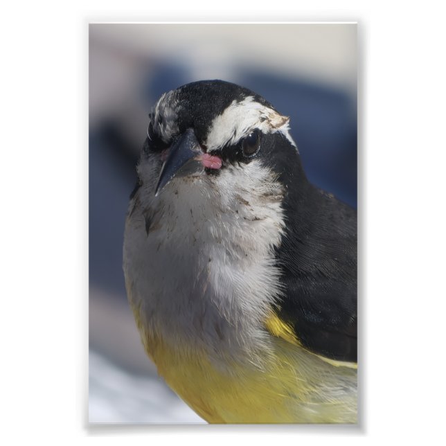 Foto Um Bananaquit ~ Sim, estou, olhando para você.   (Frente)