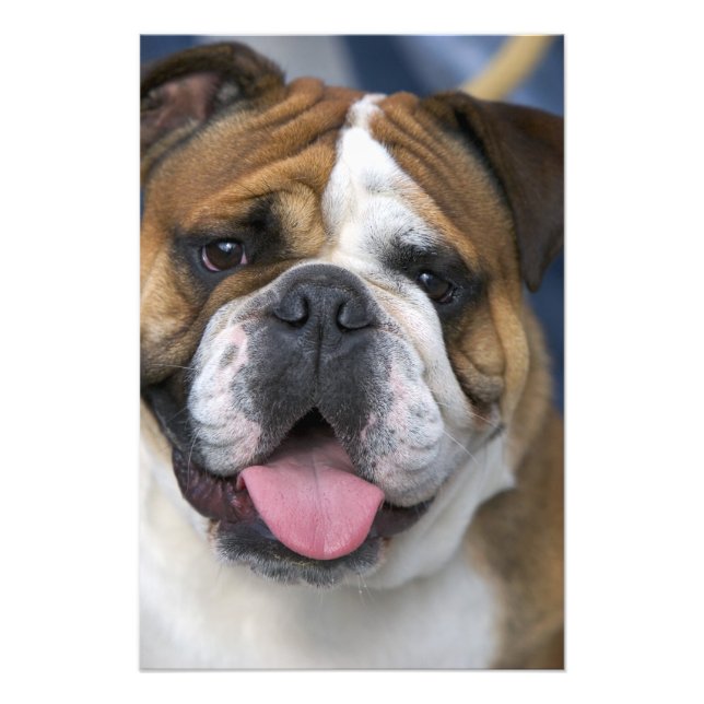 Foto Um bulldog inglês na Bélgica. (Frente)