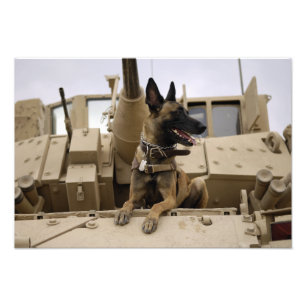 Foto Um cão de trabalho militar senta-se num M2A3