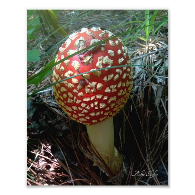 Foto Um Caracol Explorando um Cogumelo Vermelho Amanita (Frente)