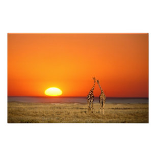 Foto Um casal de girafas caminha para o pôr do sol, em