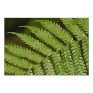 Foto Um detalhe de samambaia, da Mindo Cloud Forest,