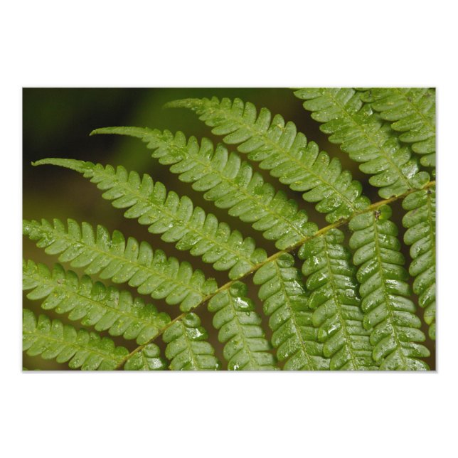Foto Um detalhe de samambaia, da Mindo Cloud Forest, (Frente)