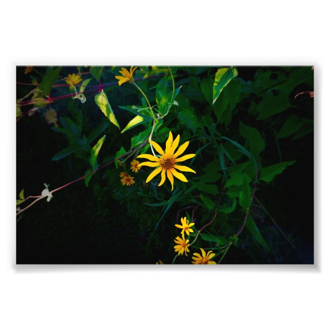 Foto Um Emerges de Flor (Frente)