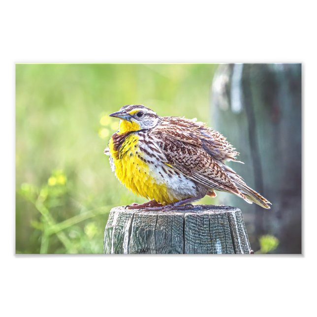 Foto Um Fluffy Meadowlark (Frente)