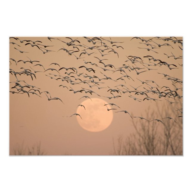 Foto Um grupo de gansos-das-neves migratórios, Grus (Frente)