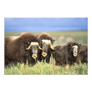 Foto Um grupo de muskoxen navega em arbustos salgueiros