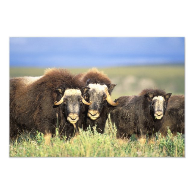 Foto Um grupo de muskoxen navega em arbustos salgueiros (Frente)