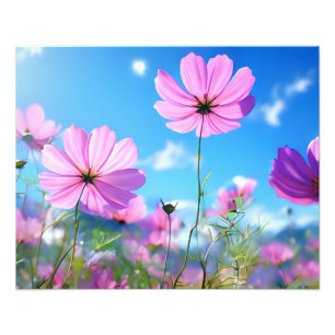 Foto Um Mar de Rosa: Flores do Cosmos em Sangue