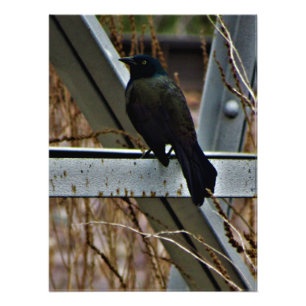 Foto "Um Mensageiro da Esperança"