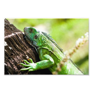 Foto um outro dia verde