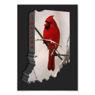 Foto Um pássaro cardinal vermelho em um ramo nas