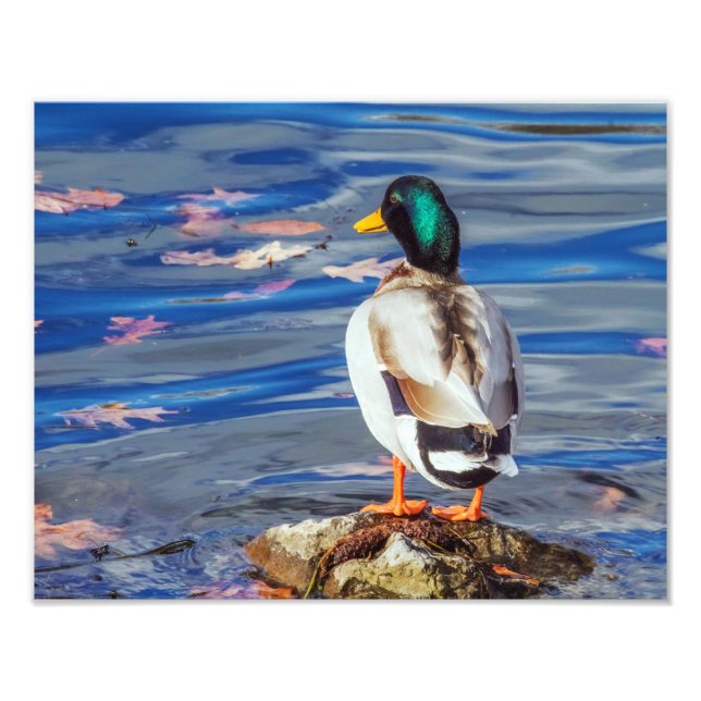Foto Um Pato Contrata uma Natação. (Frente)