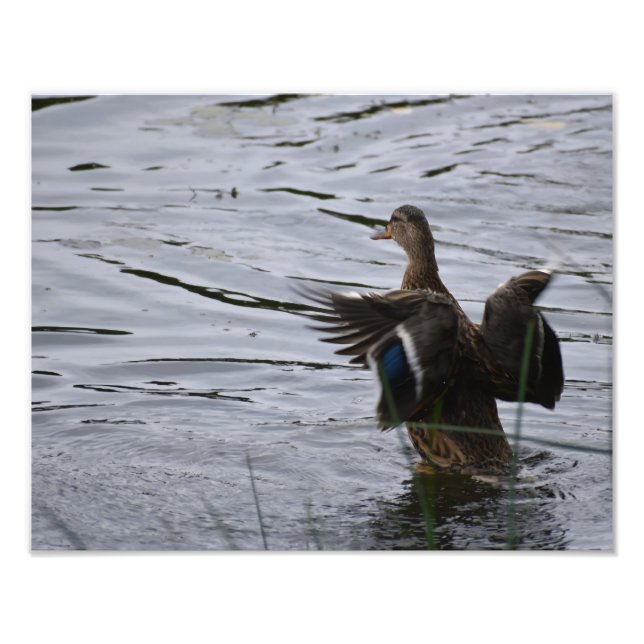 Foto Um pato-real batendo as asas. (Frente)