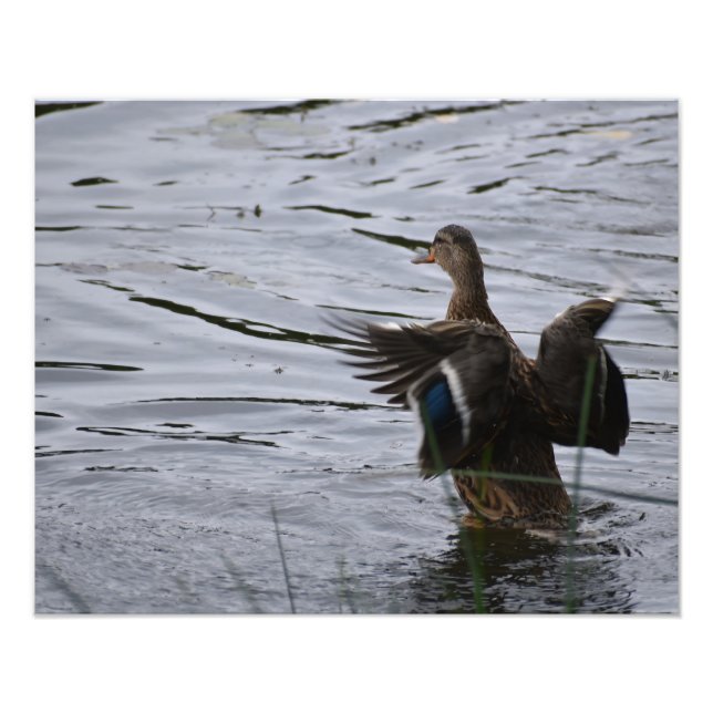 Foto Um pato-real batendo as asas (Frente)