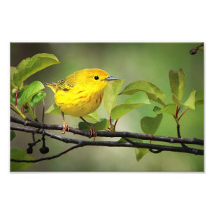 Foto Um Pequeno Colega Amarelo