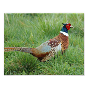Foto Um Pheasant Preso por Anel atravessa a estrada