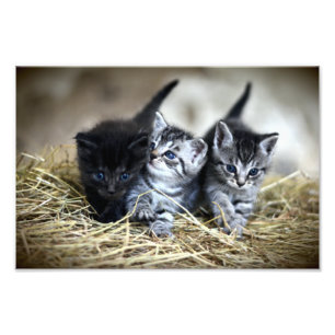 Foto Um Trio de Gatinhos Amarrados Juntos