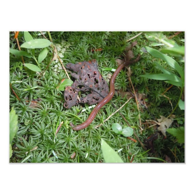 Foto Um verme terrestre (Frente)