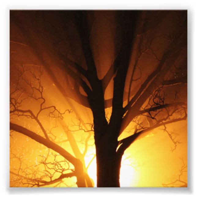 Foto Uma Árvore Bare Ao Sunset (Frente)
