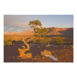 Foto Uma árvore de Juniperus osteosperma em