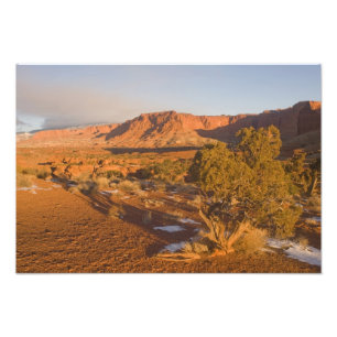 Foto Uma árvore de Juniperus osteosperma em 2